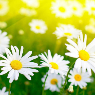 Flowers Daisey